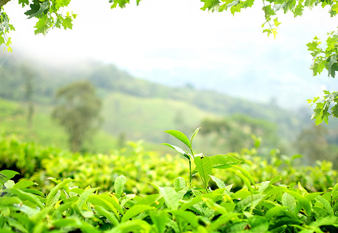 大自然的能量搬運(yùn)工