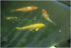 景觀魚池水處理設(shè)備有哪些？