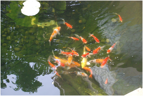 <b>戴思樂(lè)支招：景觀魚(yú)池池水綠了怎么辦？</b>