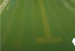 廣東接連暴雨！雨后游泳池水體發(fā)綠怎么清理？